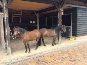 Vakantie met paard op de Veluwe